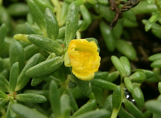 四季の山野草（アマミマツバボタン）