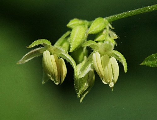 四季の山野草 カナムグラ