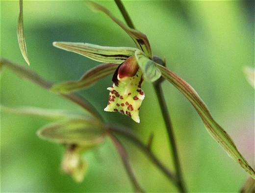 四季の山野草（カンラン）