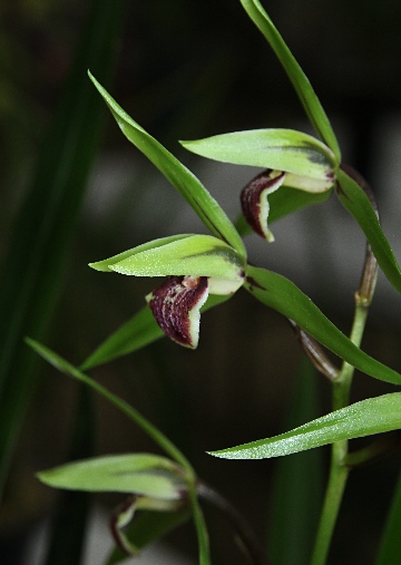 四季の山野草（カンラン）