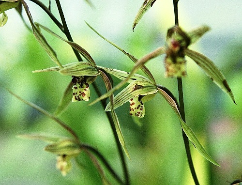 四季の山野草（カンラン）