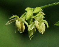 四季の山野草 カナムグラ