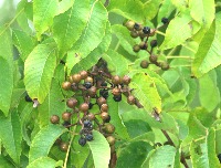 四季の山野草 キハダ