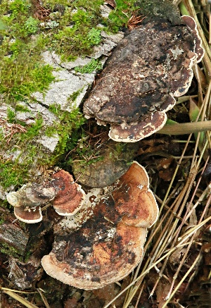 四季の山野草 サルノコシカケ