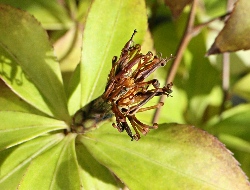 四季の山野草 Wild Grass Of The Four Seasons