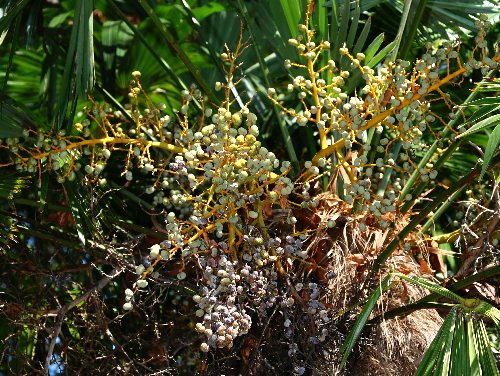 四季の山野草 シュロ